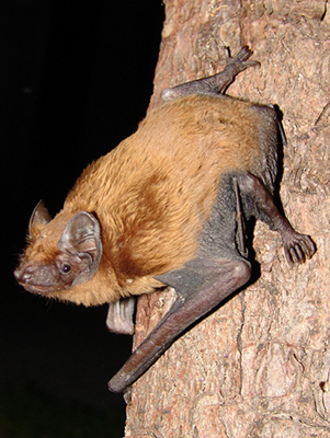 Großer Abendsegler (Nyctalus noctula)